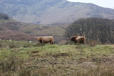 Highland cow 高地牛