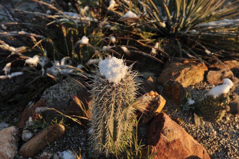 IT RARELY SNOWS AT JOJOBA HILLS RESORT BUT WE DID GET ONE MORNING OF SNOW ON THE CACTUS