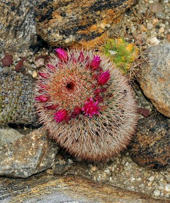 JOJOBA HILLS RESORT IS HIGH DESERT AND THERE ARE SEVERAL VARIETIES OF CACTI IN THE RESORT