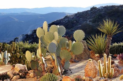 JOJOBA HILLS HAS SOME OF THE BEST CACTUS GARDENS IN ALL OF CALIFORNIA