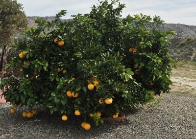 MANY RESORT MEMBERS HAVE PLANTED  FRUIT TREES ON THEIR SITES-ORANGES, GRAPEFRUIT, PEACHES, APPLES AND ALMONDS ARE MOST COMMON
