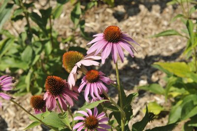 THE FLOWER GARDENS AT THE ZOO ARE BEAUTIFUL