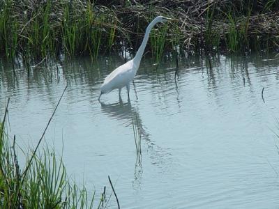 GREAT EGRET LOOKING  FOR CRABS
