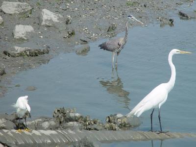 THREE BIRDS IN THE SAME PICTURE  SNOWY EGRET, GREAT EGRET AND BLUE HERON