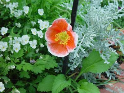 A POPPY AT ONE OF THE FLOWER BEDS