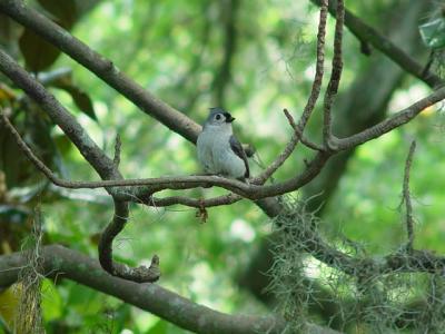 SARA SPOTTED A TUFTED  TITMOUSE IN THE GARDENS