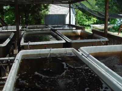 OYSTER GROWING TANKS AT THE SMITHSONIAN ENVIRONMENTAL RESEARCH STATION