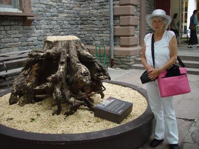 THE ROOTS OF A SAVIOR TREE AT ST. PAULS ACROSS FROM 911