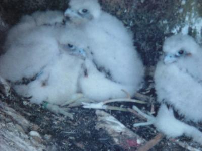 THIS IS A PARK PICTURE OF THE ACTUAL BABY PEREGRINES  ....THREE OF THE FOUR