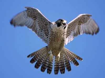 ANOTHER OF THE PEREGRINE IN FLIGHT..PARK PICTURE