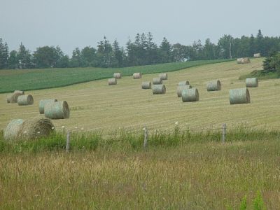 HAY IS  GROWN IN PEI FOR THE DAIRY FARMS