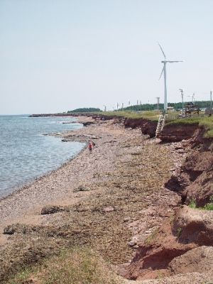 THE SHORE AT NORTH CAPE SPORTED MANY SHORE BIRDS AND SEALS PLAYING IN THE TIDES