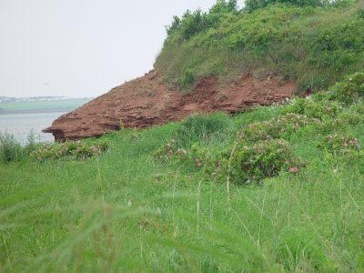 THE FAMOUS RED CLIFFS OF PEI