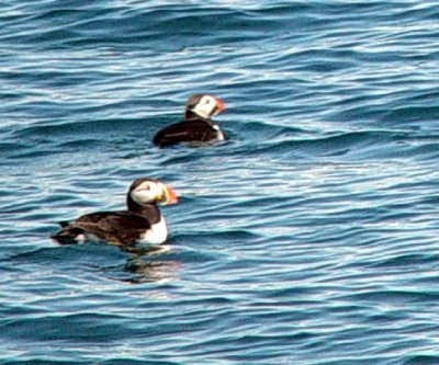 THIS WAS THE BEST PICTURE I GOT OF THE PUFFINS IN THE WATER