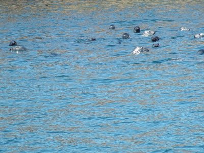 PUFFINS IN THE WATER WITH RAZORBILLS