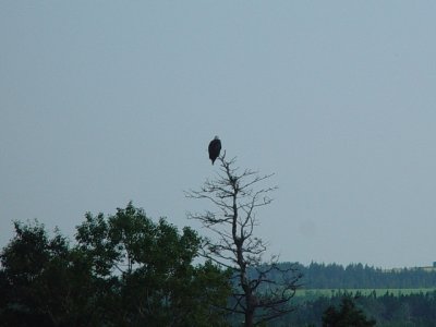 THERE WERE BALD EAGLES EVERYWHERE IN THE BRAS d'ORS