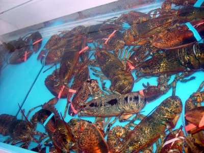 LOBSTERS CAN BE HAD AT MOST COASTAL TOWNS BUT AT $10 A LBS IT IS STILL AN EXPENSIVE MEAL