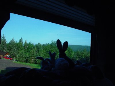SARA'S RABBITS WAIT FOR THE SUNSET