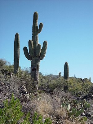 THE MIGHTY SAGUAROS OF THE VALLEY-THEY ARE GIANTS YOU DON'T WANT TO RUB SHOULDERS WITH.....