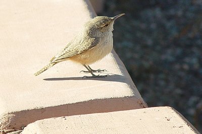 A ROCK WREN IN TONTO NATIONAL FOREST HAS OVER 100 DIFFERENT SONGS