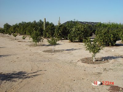 THE GROUNDS INCLUDED OLIVE AND CITRUS ORCHARDS....