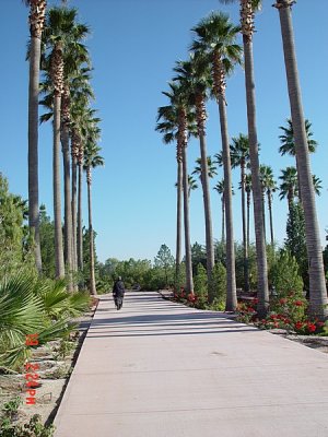 AND PALM LINED WALKS......