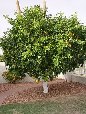 MARY HAS A BEAUTIFUL GRAPEFRUIT TREE IN HER BACK YARD