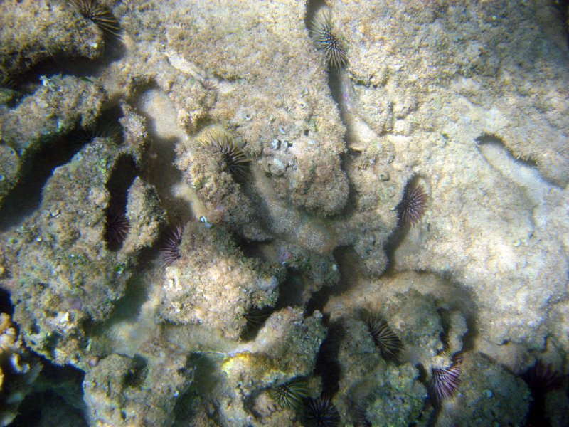 Urchins