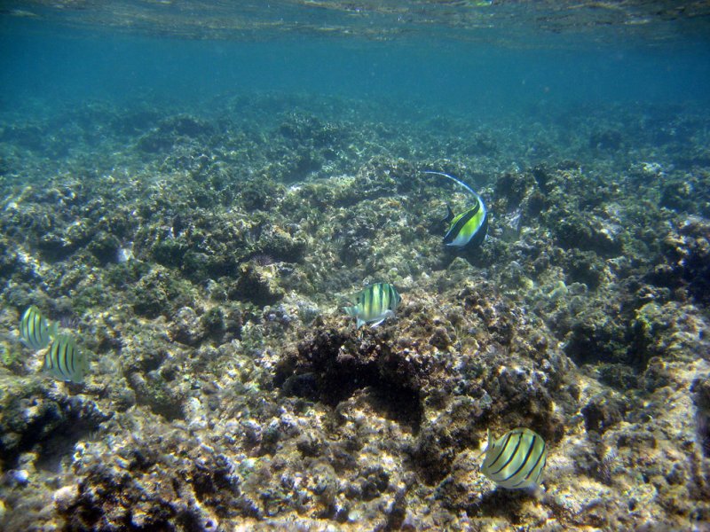 More fishies