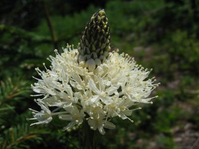 Young Beargrass