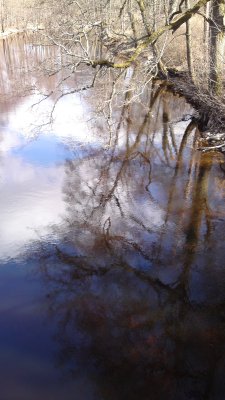 Tree reflexions in the water