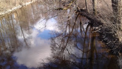 Hangning branches with reflexion over water