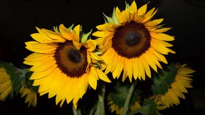sunflowers3_resize.jpg