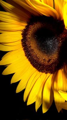 sunflower_resize.jpg