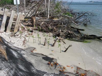 baby mangroves extreme north end