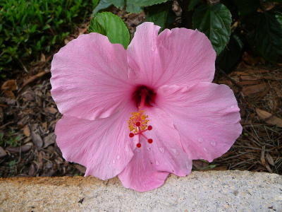 hibiscus_resize.jpg