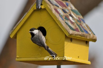 CHICKADEE CHECKS OUT A HOME