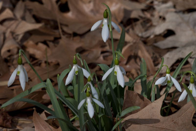 LITTLE WHITE FLOWERS