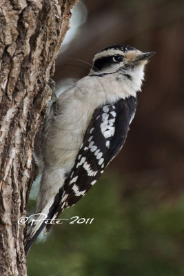 FEMALE DOWNY WOODPECKER