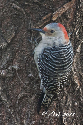 FEMALE REDBELLIED WOODPECKER