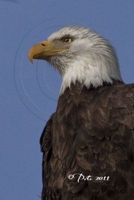 ADULT MALE EAGLE