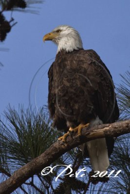 ADULT MALE EAGLE