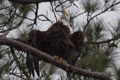 FEMALE EAGLE RELAXING