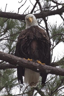 FEMALE EAGLE'S BROOD PATCH