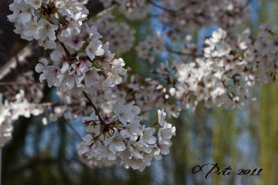 CHERRY BLOSSOM TIME