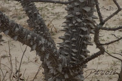 TOOTHACHE TREE