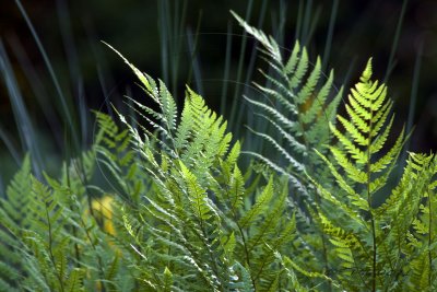 Frog Pond Fronds