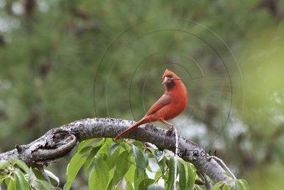 Cardinal with a Dragonfly