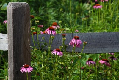 Purple Coneflower Fence