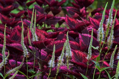 Coleus